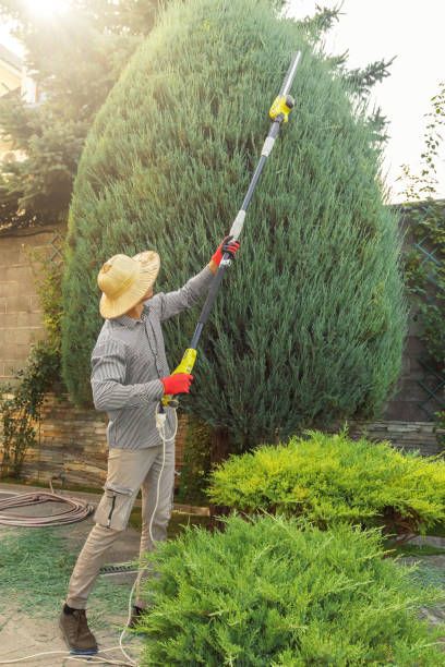 Tree Removal and Landscaping Services